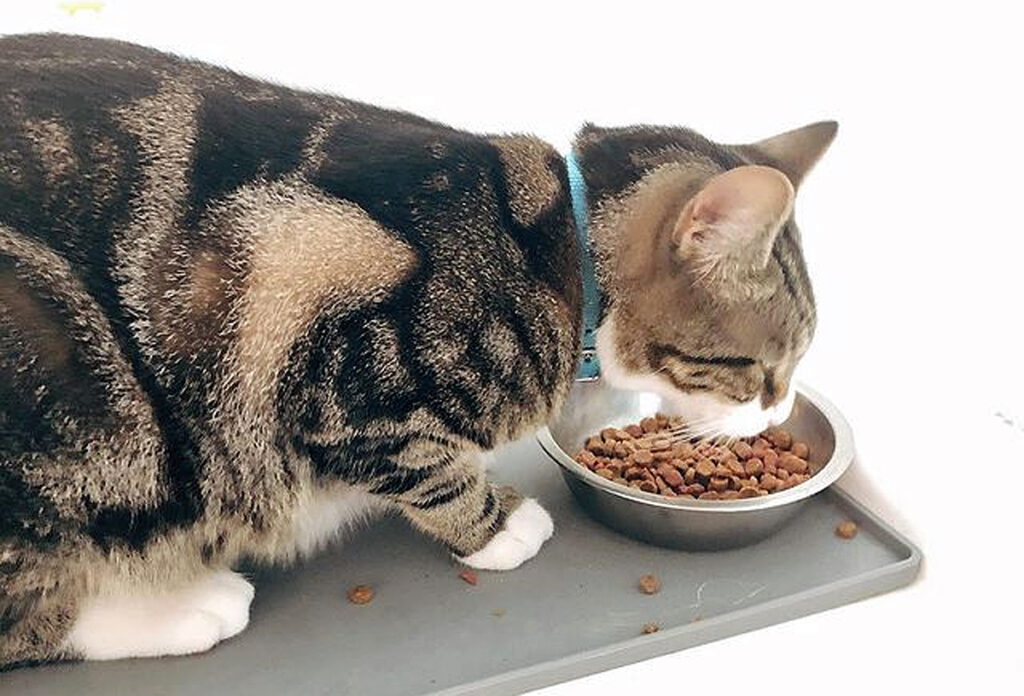 Combien de repas par jour pour un chat