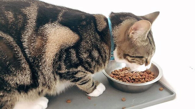 Combien de repas par jour pour un chat