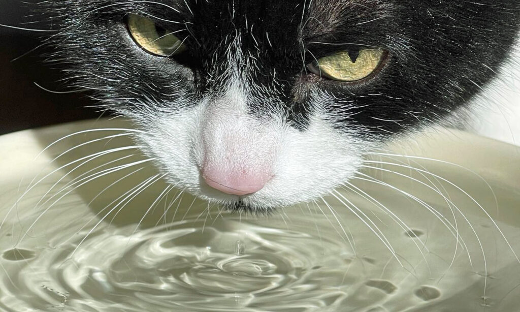 Quelle quantité d'eau doit boire un chat par jour