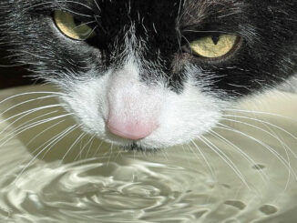 Quelle quantité d'eau doit boire un chat par jour