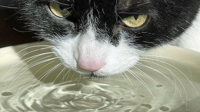 Quelle quantité d'eau doit boire un chat par jour