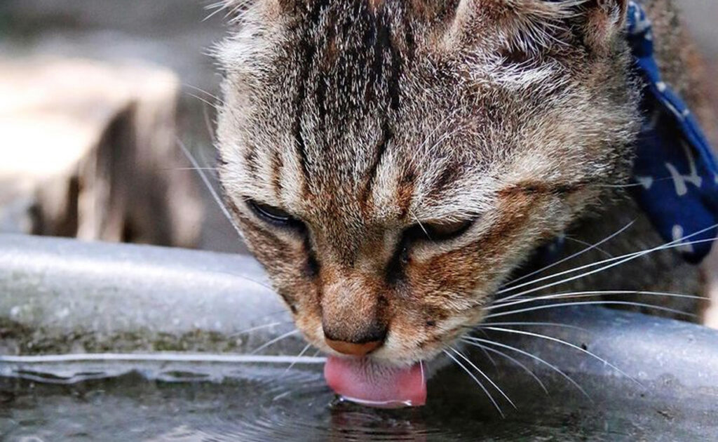 Un chat qui boit de l'eau, sa boisson préférée