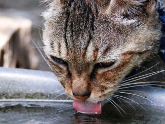 Un chat qui boit de l'eau, sa boisson préférée