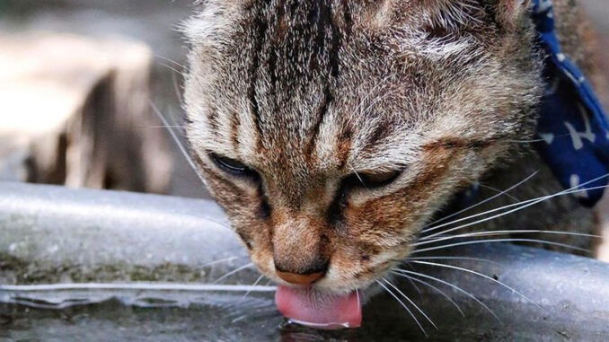 Un chat qui boit de l'eau, sa boisson préférée