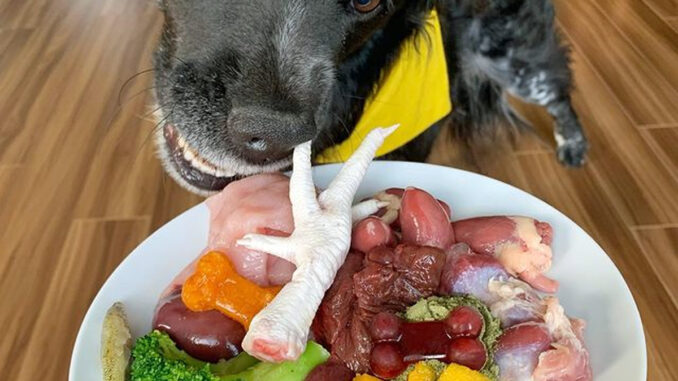 De la viande crue servie à un chien