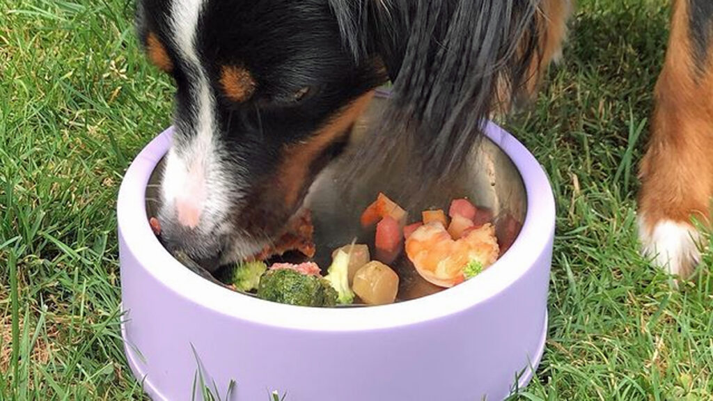 Quand donner à manger à son chien