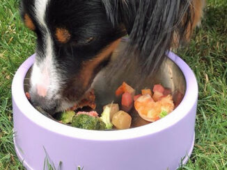 Quand donner à manger à son chien