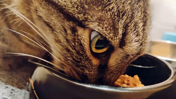 Un chat qui mange de la nourriture humide