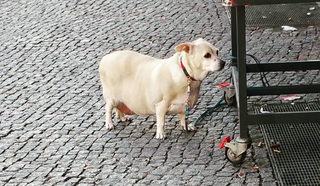 Un chien obèse dont l'alimentation est à base de croquettes