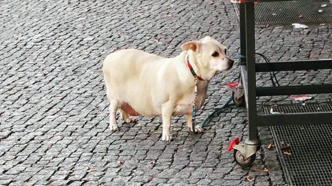 Un chien obèse dont l'alimentation est à base de croquettes