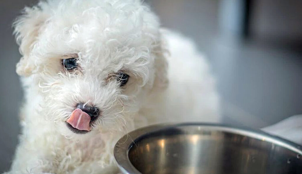 Un chiot qui passe aux croquettes adultes