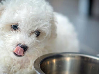 Un chiot qui passe aux croquettes adultes