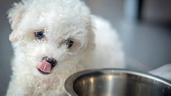 Un chiot qui passe aux croquettes adultes