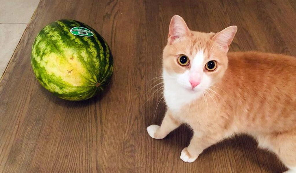 un chat qui aiment les fruits (pastèque)