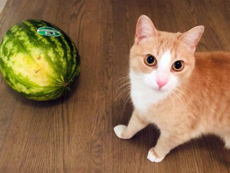 un chat avec un fruit (pastèque)