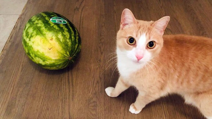 un chat avec un fruit (pastèque)